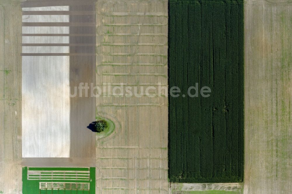 Senkrecht-Luftbild Insel Poel - Senkrechtluftbild Baum- Insel auf einem Feld der Insel Poel im Bundesland Mecklenburg-Vorpommern, Deutschland