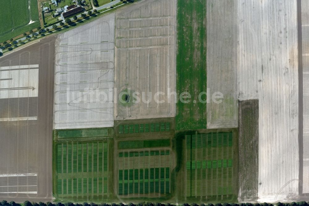 Senkrecht-Luftbild Insel Poel - Senkrechtluftbild Baum- Insel auf einem Feld der Insel Poel im Bundesland Mecklenburg-Vorpommern, Deutschland