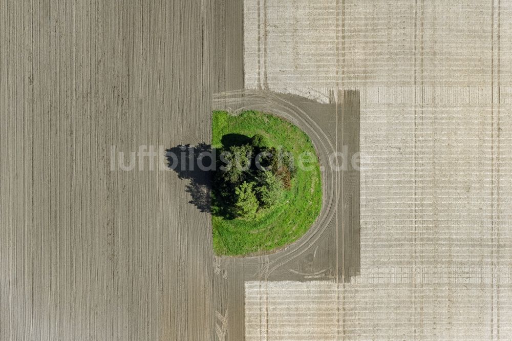 Senkrecht-Luftbild Insel Poel - Senkrechtluftbild Baum- Insel auf einem Feld der Insel Poel im Bundesland Mecklenburg-Vorpommern, Deutschland