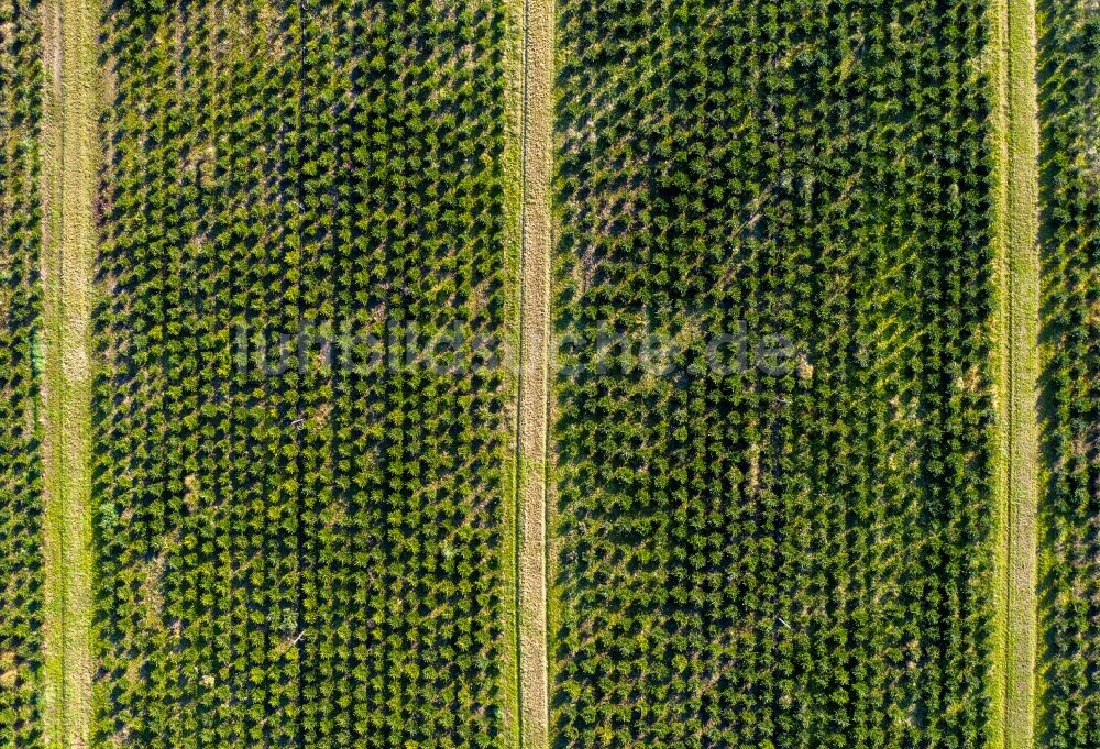 Senkrecht-Luftbild Werder (Havel) - Senkrechtluftbild Baumreihen auf Feldern der Weihnachtsbaum- Plantage im Ortsteil Plessow in Werder (Havel) im Bundesland Brandenburg, Deutschland