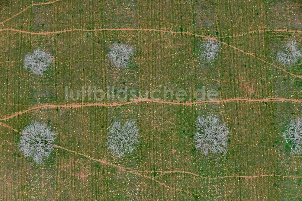 Senkrecht-Luftbild Ses Salines - Senkrechtluftbild Baumreihen einer Oliven- Plantage auf einem Feld in Ses Salines auf der balearischen Mittelmeerinsel Mallorca, Spanien