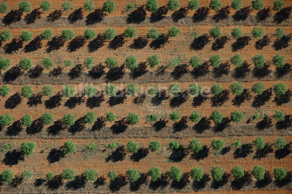 Senkrecht-Luftbild Ses Salines - Senkrechtluftbild Baumreihen einer Oliven- Plantage auf einem Feld in Ses Salines auf der balearischen Mittelmeerinsel Mallorca, Spanien