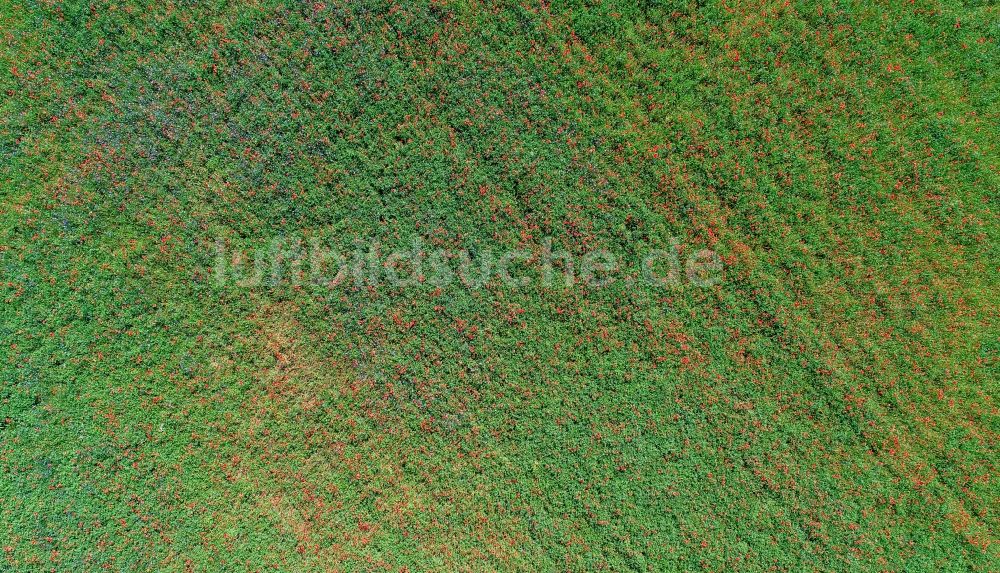 Senkrecht-Luftbild Jacobsdorf - Senkrechtluftbild Feld- Landschaft rot blühender Klatschmohn- Blüten in Jacobsdorf im Bundesland Brandenburg, Deutschland