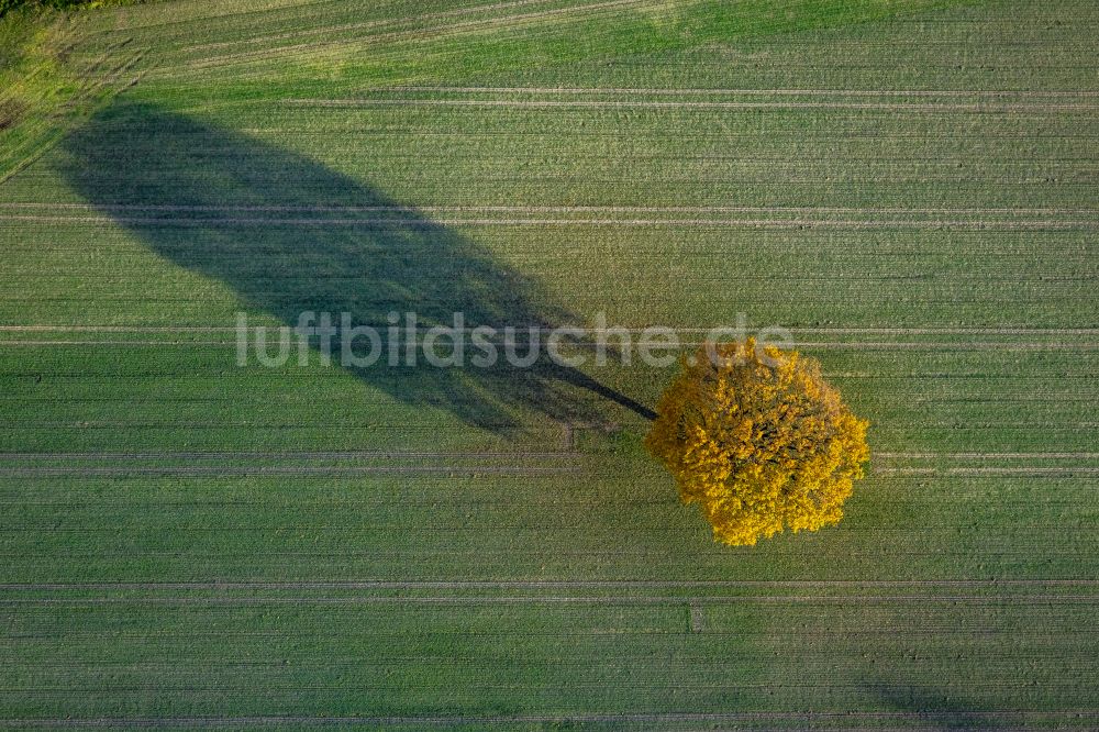 Senkrecht-Luftbild Gladbeck - Senkrechtluftbild Herbstluftbild Baum mit Schattenbildung durch Lichteinstrahlung auf einem Feld in Gladbeck im Bundesland Nordrhein-Westfalen, Deutschland