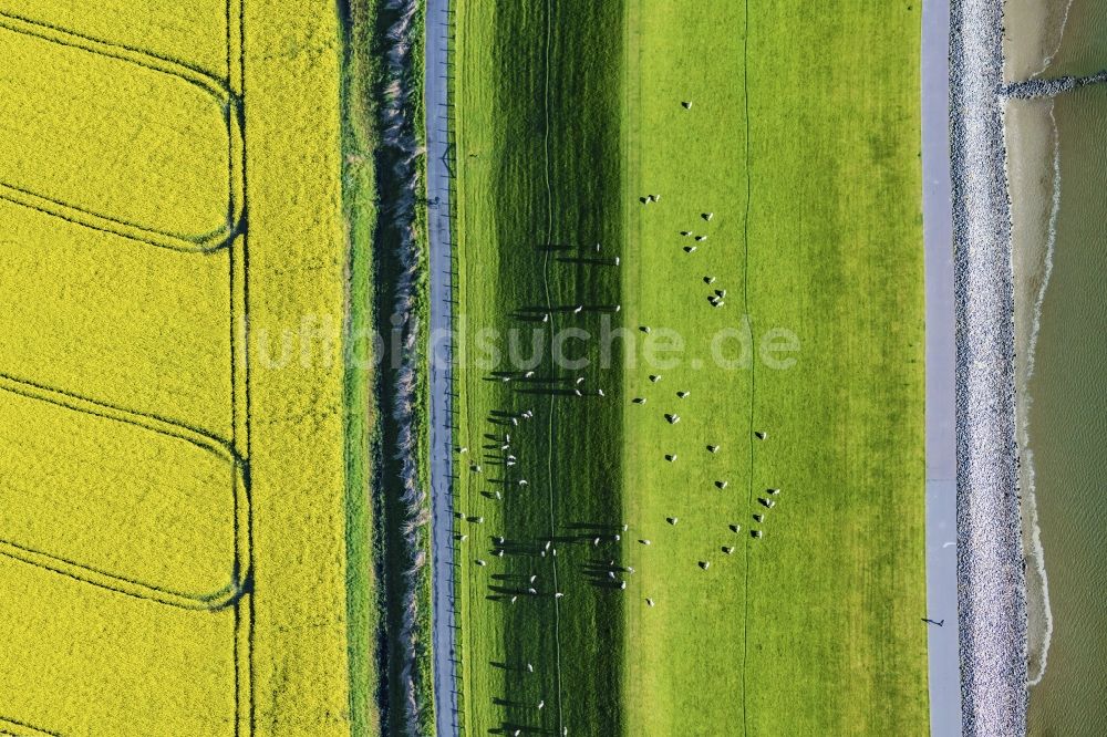 Senkrecht-Luftbild Westerdeichstrich - Senkrechtluftbild Küsten- Landschaft mit Deich- Schutzstreifen in Westerdeichstrich im Bundesland Schleswig-Holstein, Deutschland