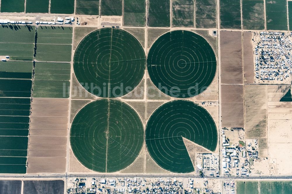 Senkrecht-Luftbild Mohave Valley - Senkrechtluftbild Pivot- Bewässerungsanlage auf landwirtschaftlichen Feldern in Mohave Valley in Arizona, USA