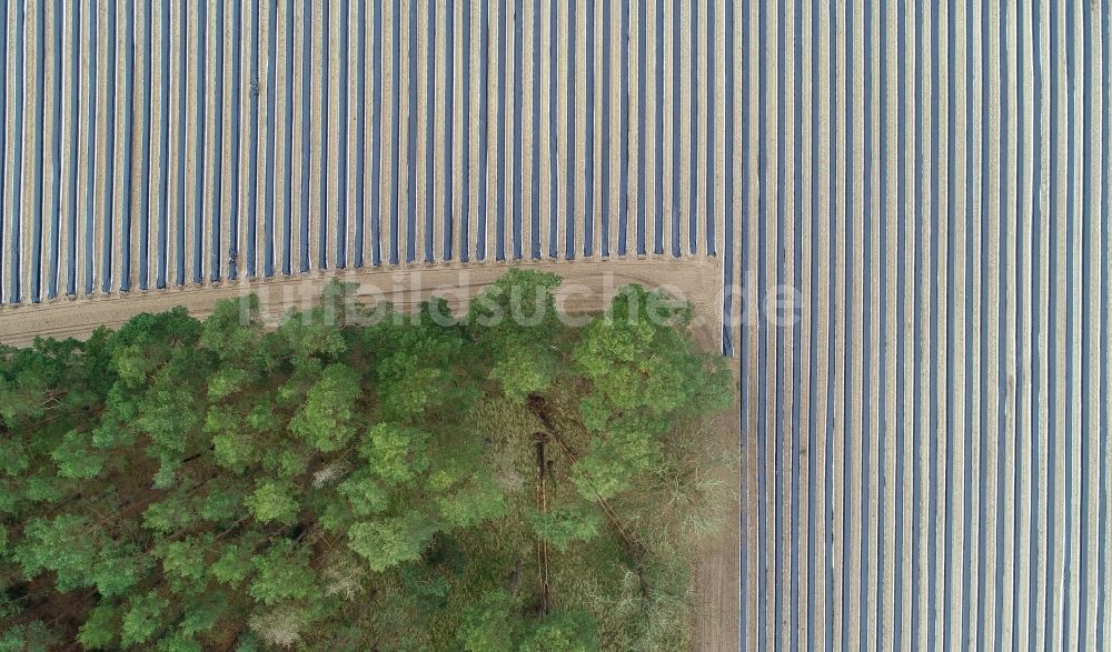 Senkrecht-Luftbild Beelitz - Senkrechtluftbild Reihen mit Spargel- Anbau auf Feld- Flächen in Beelitz im Bundesland Brandenburg, Deutschland