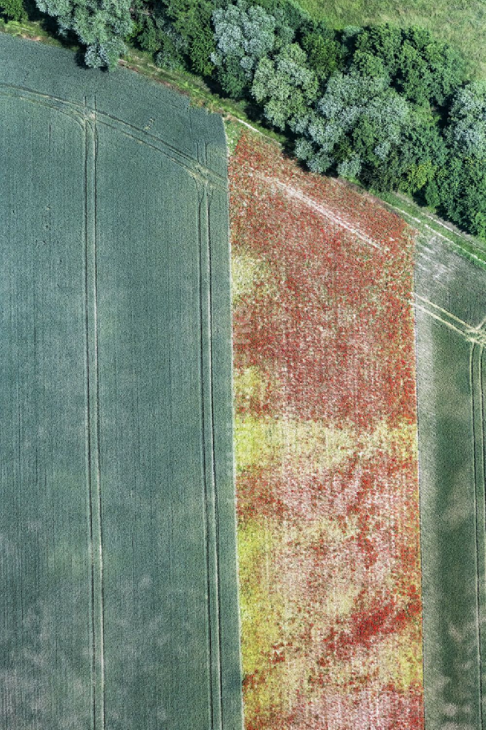 Senkrecht-Luftbild Erlenbach bei Kandel - Senkrechtluftbild Strukturen auf landwirtschaftlichen Feldern in Erlenbach bei Kandel im Bundesland Rheinland-Pfalz, Deutschland