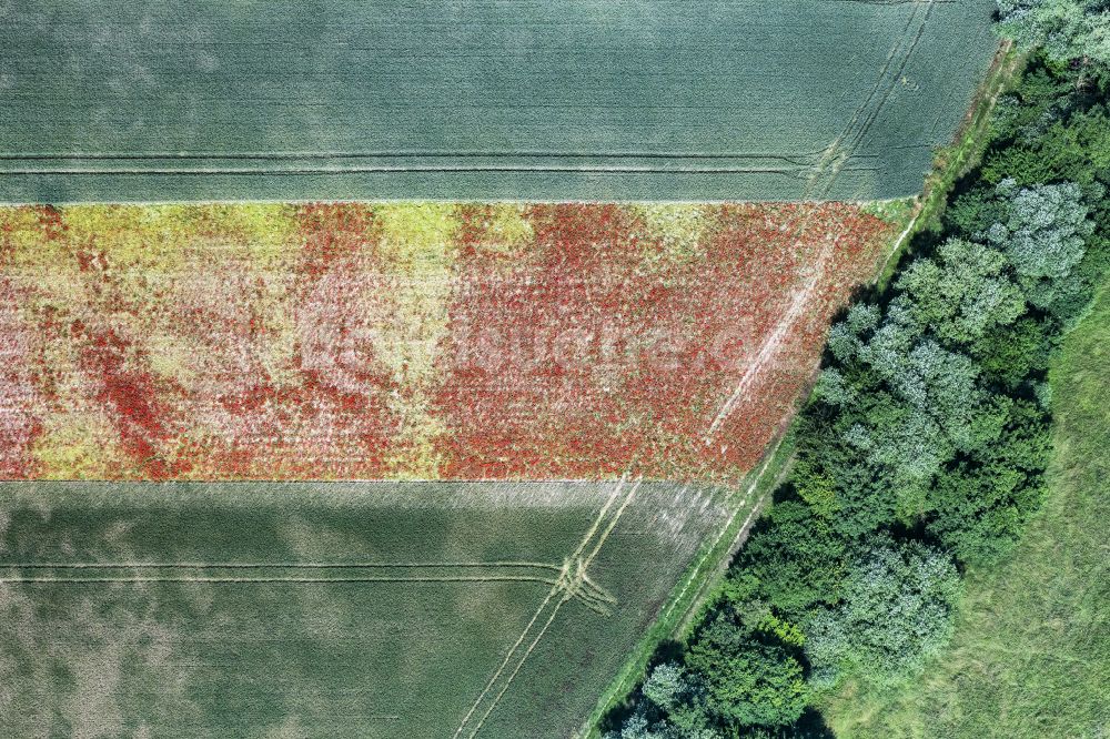 Senkrecht-Luftbild Erlenbach bei Kandel - Senkrechtluftbild Strukturen auf landwirtschaftlichen Feldern in Erlenbach bei Kandel im Bundesland Rheinland-Pfalz, Deutschland