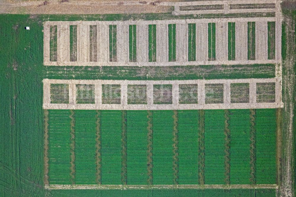 Senkrecht-Luftbild Insel Poel - Senkrechtluftbild Strukturen auf landwirtschaftlichen Feldern auf der Insel Poel im Bundesland Mecklenburg-Vorpommern, Deutschland